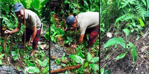 Malimono Tree Planting 2